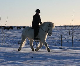 Verkleg kennsla á hestabraut