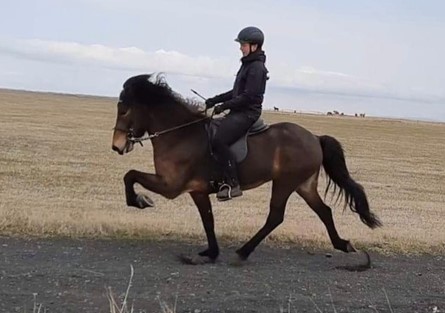 Arnhildur Helgadóttir og Vala frá Hjarðartúni