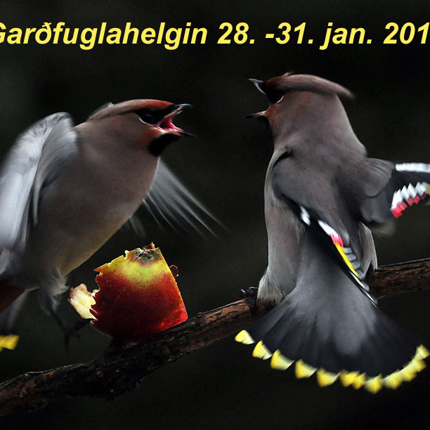 Garðfuglahelgin 28. - 31. janúar