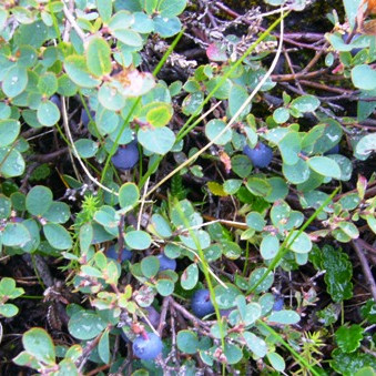 Mosfellið og bláberin