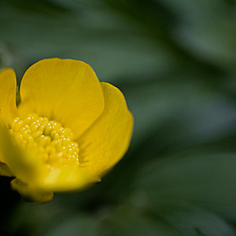 Sumarleyfi - lokun skrifstofu