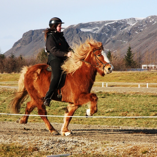 Vetrarleikar í hestaíþróttum
