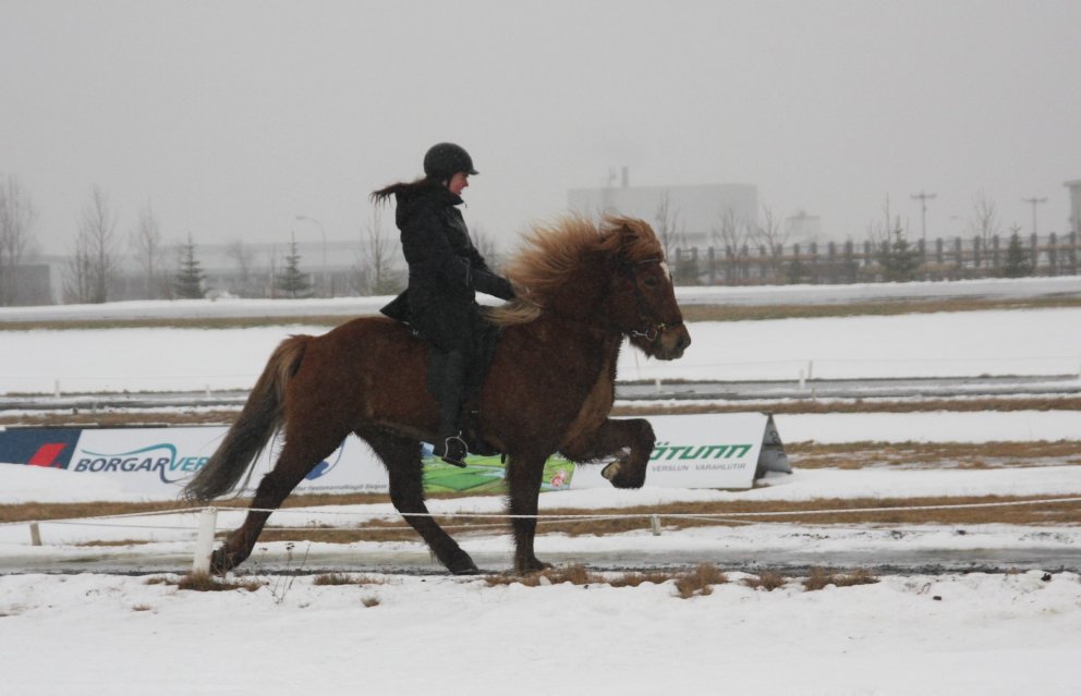 Thelma Dögg Tómasdóttir, sigurvegari í töltkeppni á Takti frá Torfunesi,