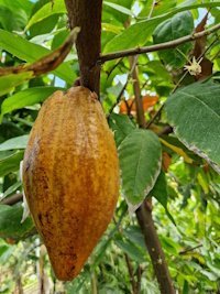 Kakóaldin orðið fullþroska