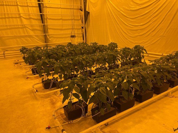 Paprikutilraunir á Reykjum fara vel af stað