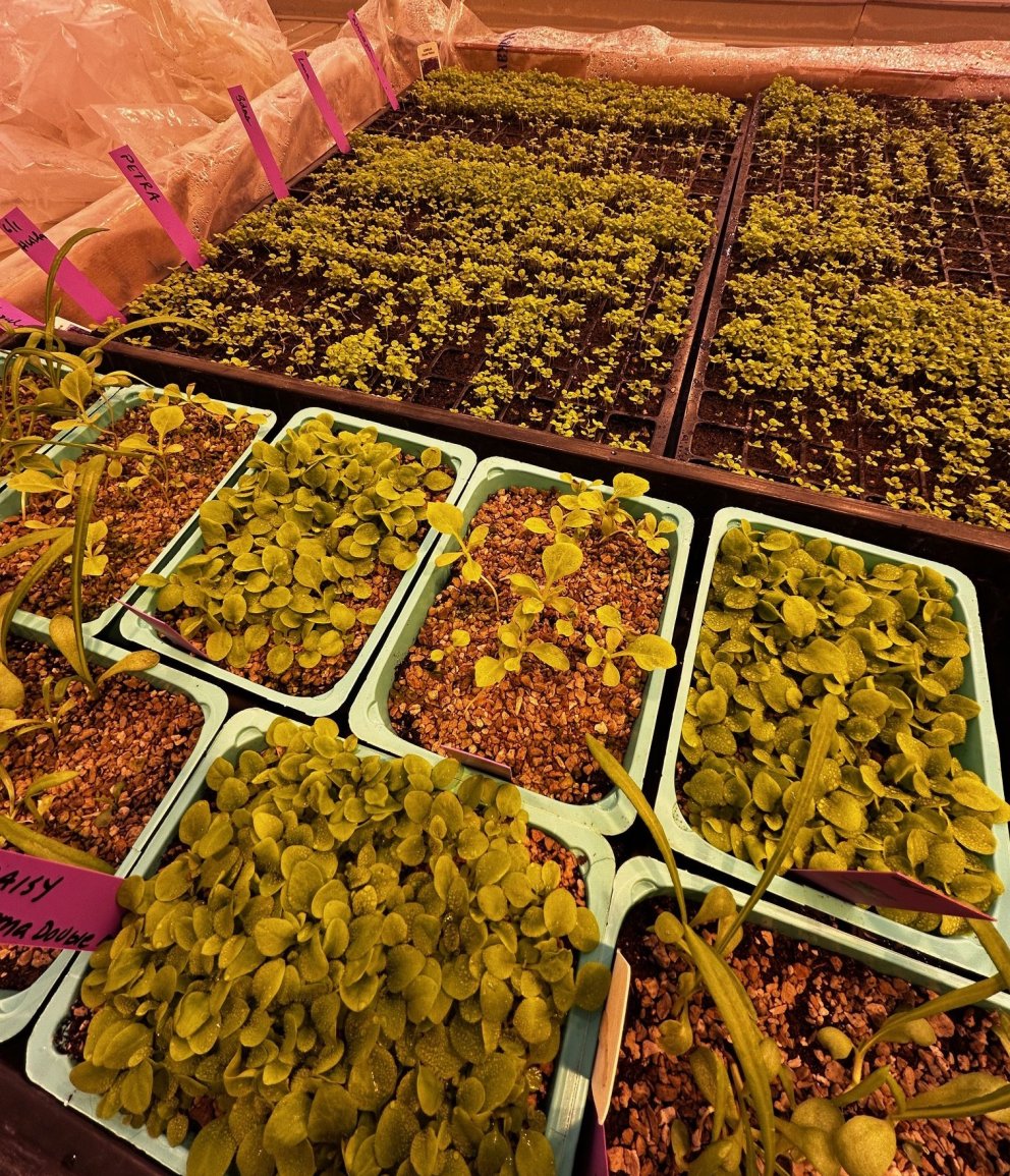 Garðyrkjuskólinn - önnur verkleg vika ársins framundan