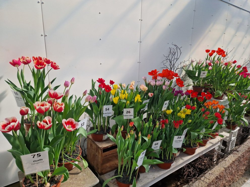 Sumardagurinn fyrsti á Garðyrkjuskólanum