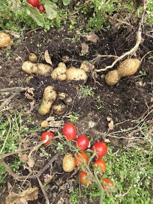 Tómatar og kartöflur af sömu plöntunni