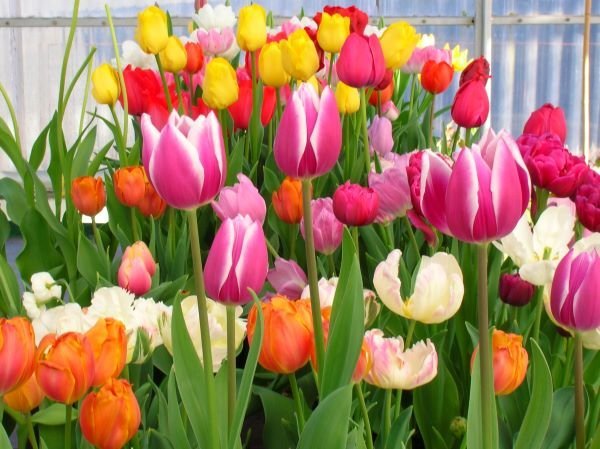 Fjölbreytt úrval af túlípönum verður til sýnis