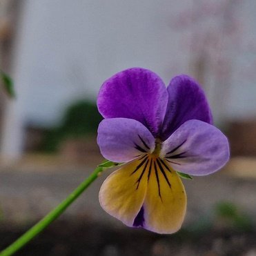 Endurmenntun Græna geirans - námskeið haustið 2023