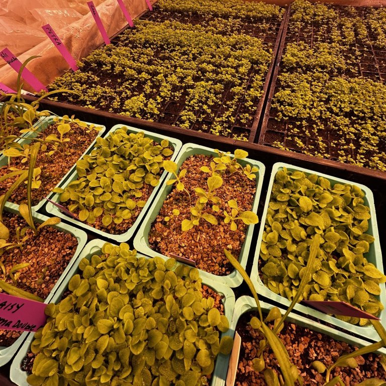 Garðyrkjuskólinn - önnur verkleg vika ársins framundan