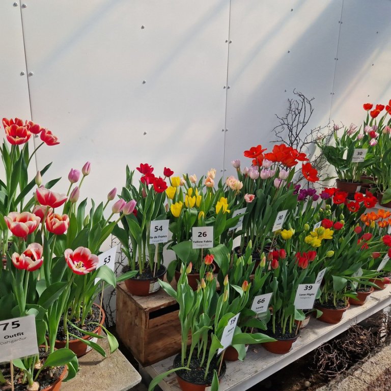 Sumardagurinn fyrsti á Garðyrkjuskólanum