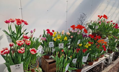 Sumardagurinn fyrsti á Garðyrkjuskólanum